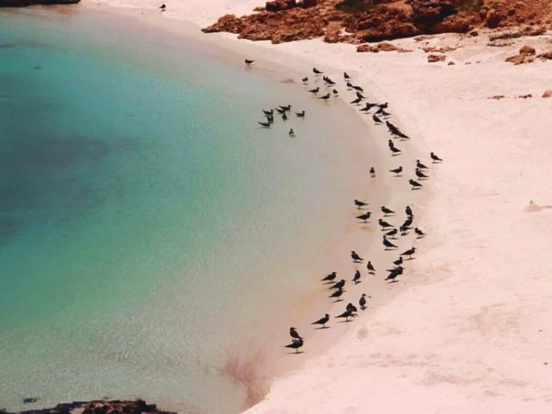 Seabirds resting along the edge of a turquoise lagoon