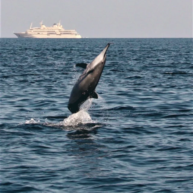 A dolphin leaping clear of the water, a ship on the horizon