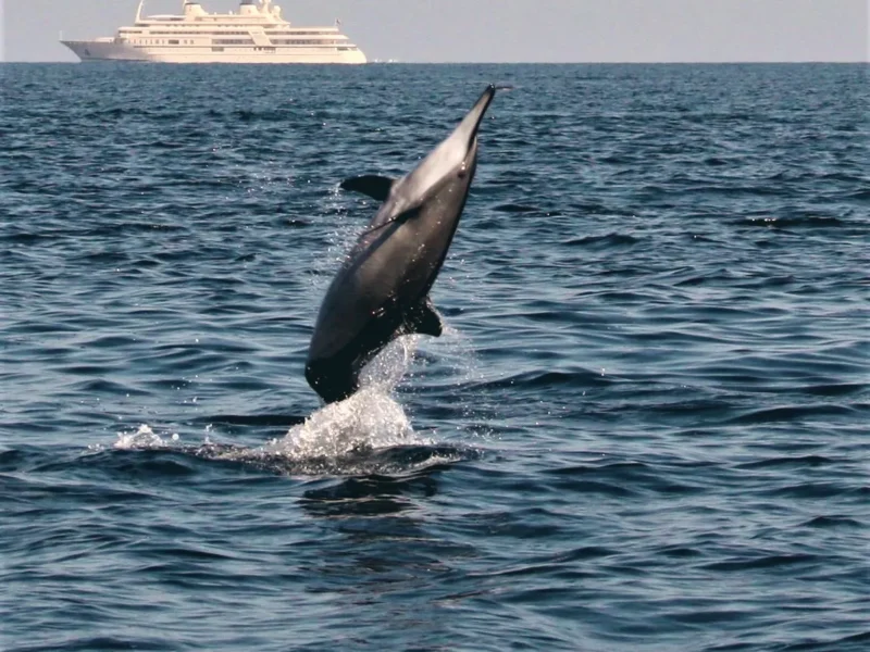 A dolphin leaping clear of the water, a ship on the horizon