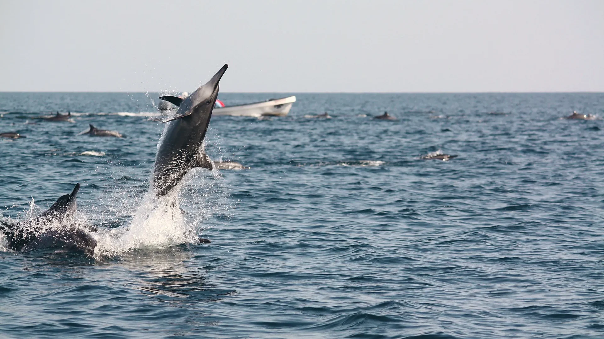 A dolphin leaping high beside the pod