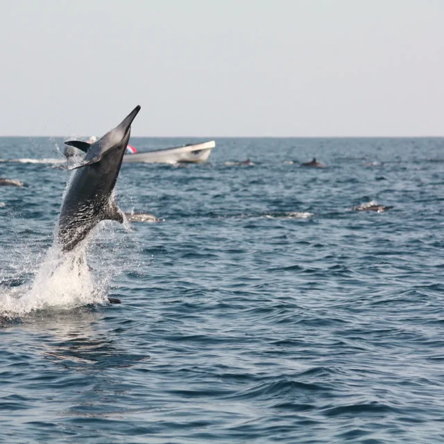 A dolphin leaping high beside the pod