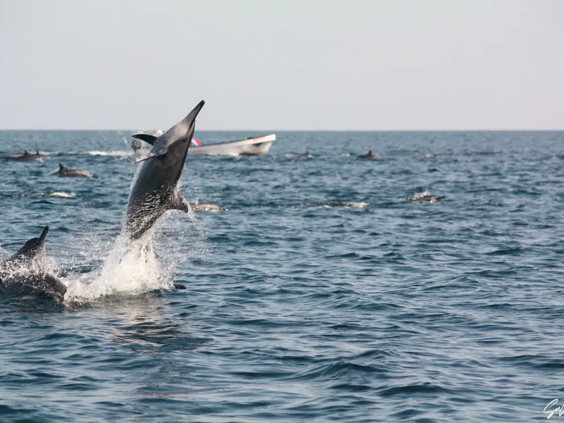 A dolphin leaping high beside the pod