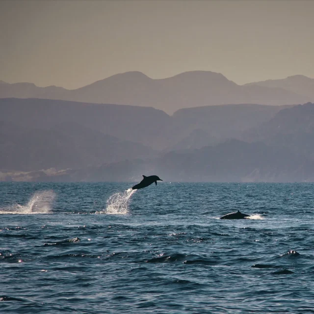 Dolphins surfacing in front of the mountains