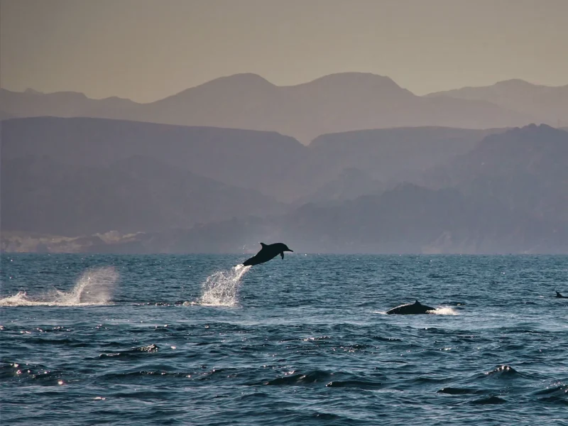 Dolphins surfacing in front of the mountains