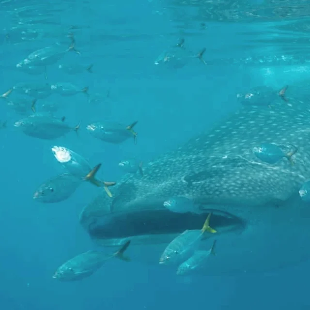 A gentle giant with a school of small fish