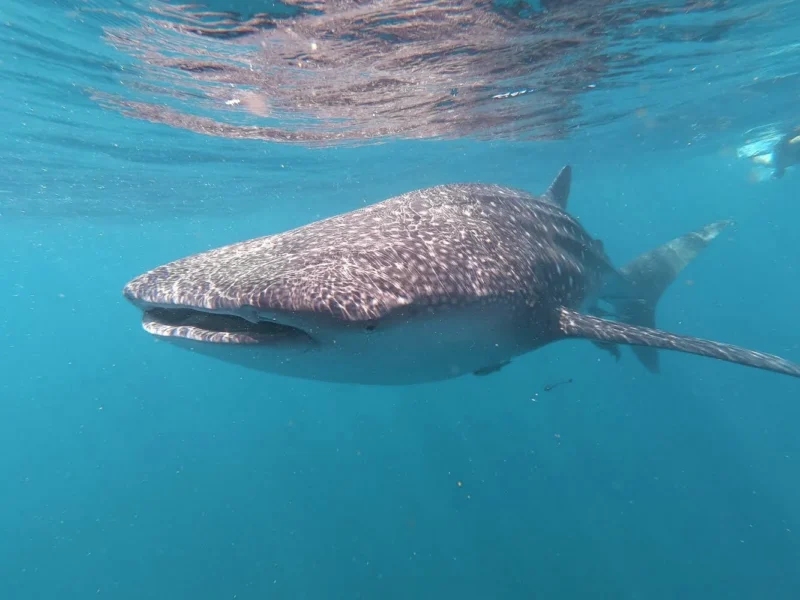 A gentle giant with a spotted back gliding just under the surface