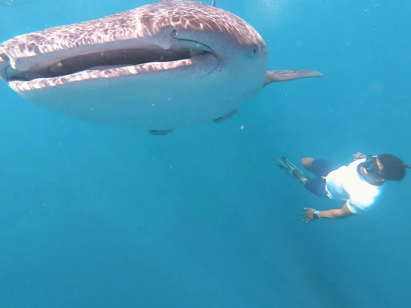 A guide swimming beside a gentle giant