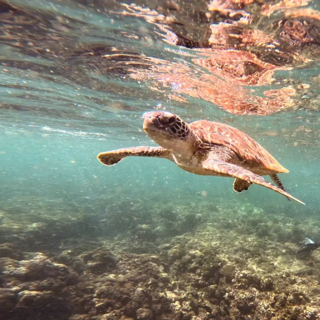 A turtle swimming past a snorkeller