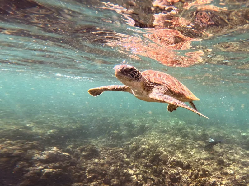 A turtle swimming past a snorkeller