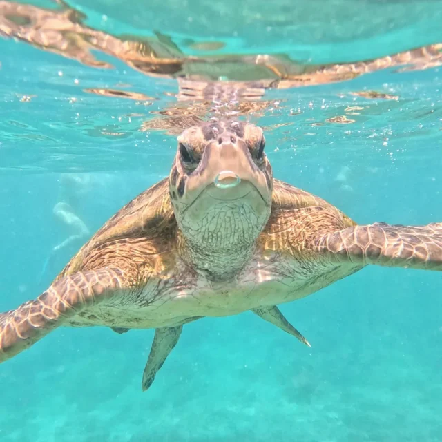 A turtle at the surface, face to face with the camera