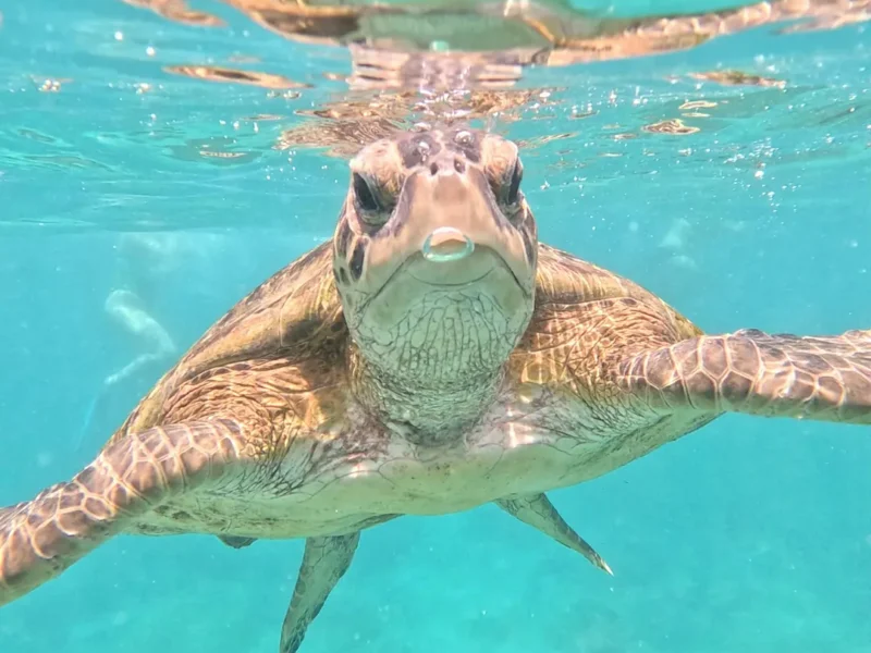 A turtle at the surface, face to face with the camera