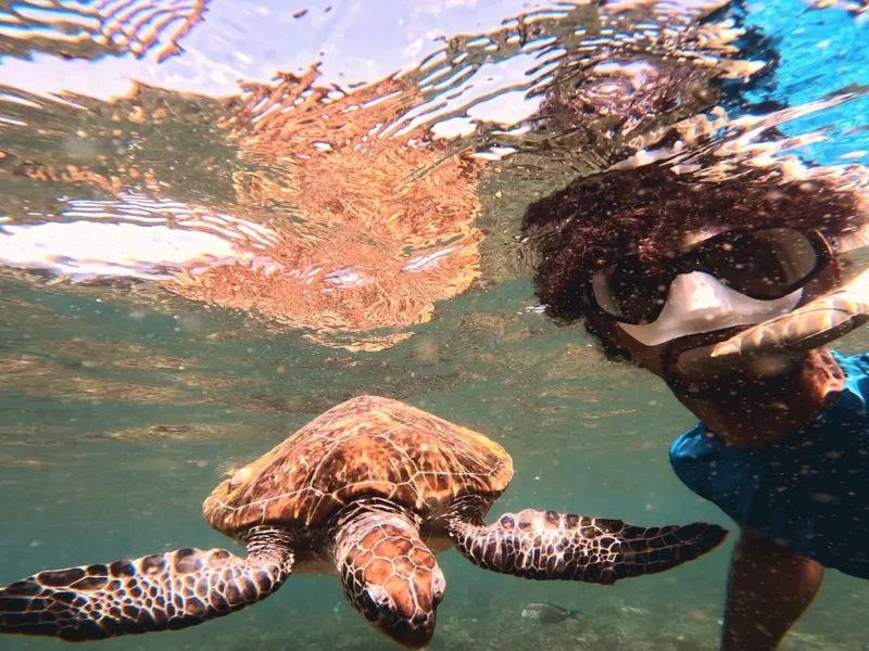 A snorkeller face to face with a turtle