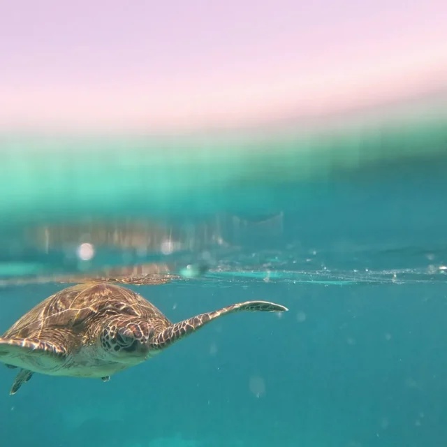 A turtle at the surface, half above and half below the water