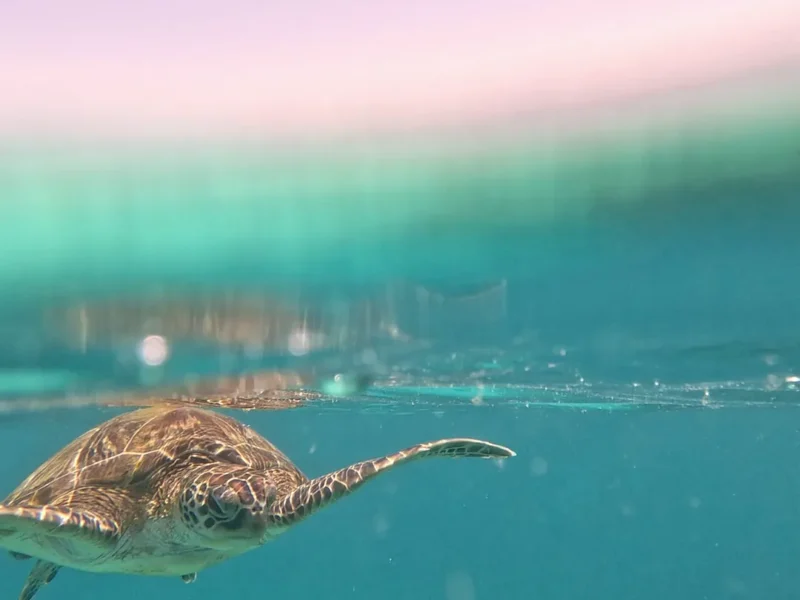 A turtle at the surface, half above and half below the water
