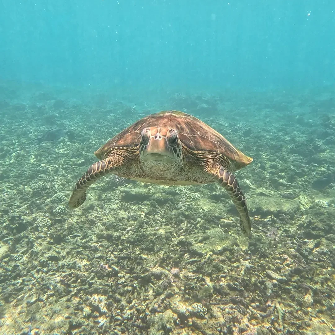 A turtle swimming towards the camera over the reef