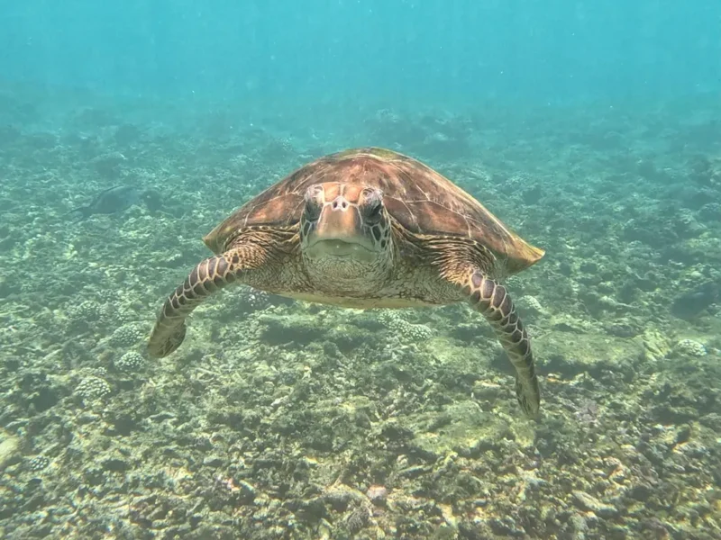 A turtle swimming towards the camera over the reef