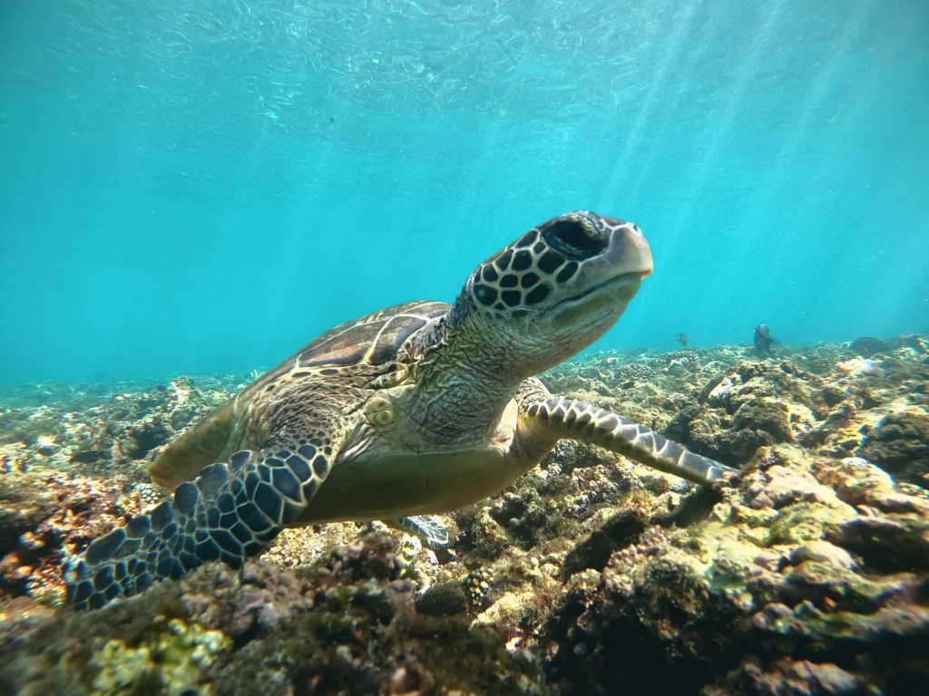A turtle resting on the reef in sunlit water
