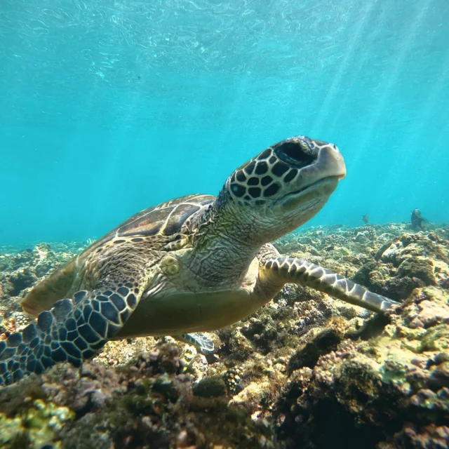 A turtle resting on the reef in sunlit water