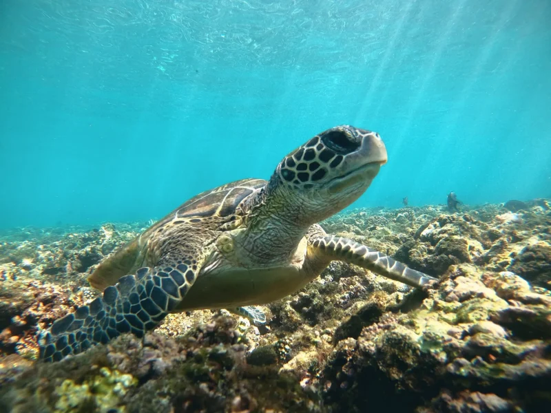 A turtle resting on the reef in sunlit water