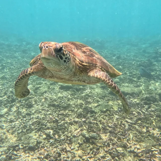 A turtle gliding over the reef