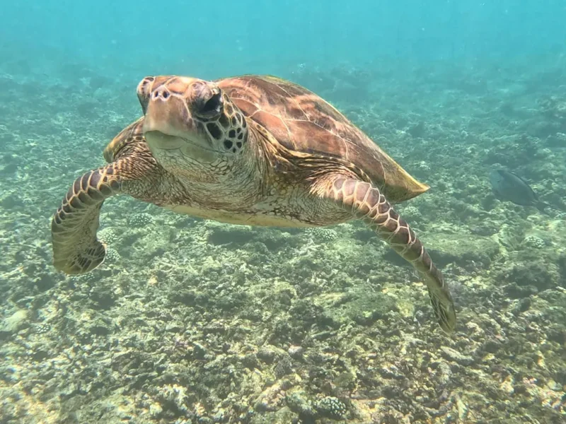 A turtle gliding over the reef
