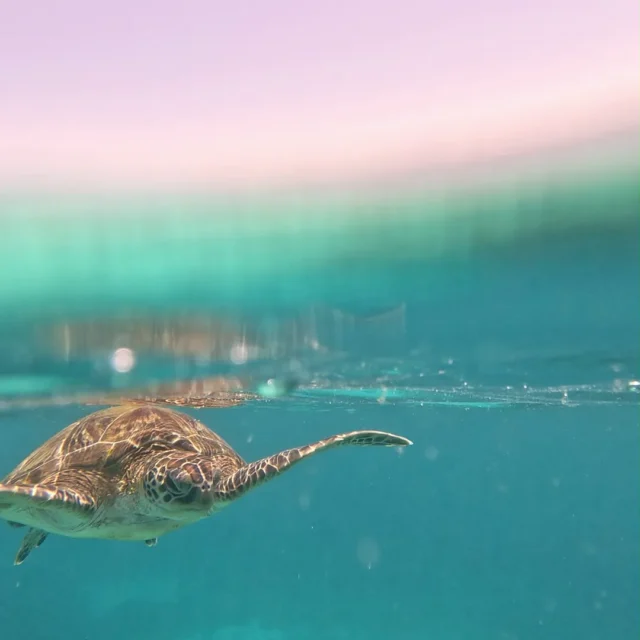 A turtle below the waterline, the sky above