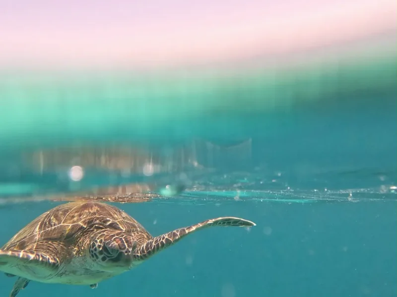 A turtle below the waterline, the sky above