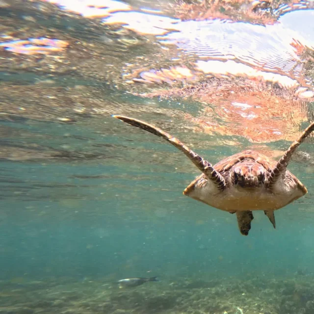 A turtle with its flippers spread wide just under the surface