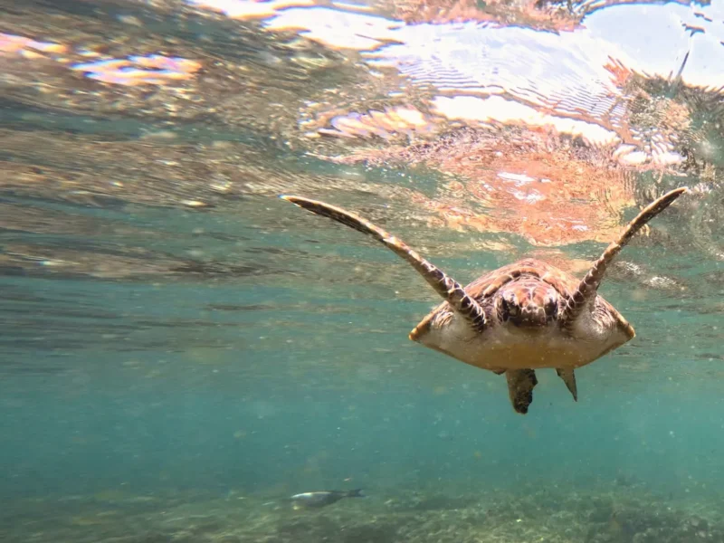A turtle with its flippers spread wide just under the surface